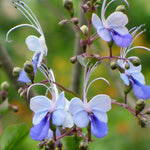 2 Clerodendrum Wallichii Plants Live, Chains of Glory Vine Light Bulbs Plant 4-8 Inches for Growing Indoor Outdoor, Blue Butterfly Clerodendrum
