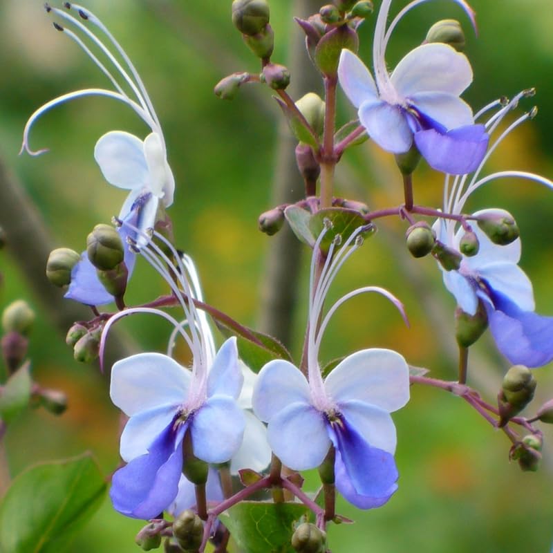 2 Clerodendrum Wallichii Plants Live, Chains of Glory Vine Light Bulbs Plant 4-8 Inches for Growing Indoor Outdoor, Blue Butterfly Clerodendrum