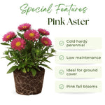 Aster Plants Live, Asters Perennial Live Plants, Vibrant Pink Blooms, 5 to 7 Inches Tall, Ideal for Indoor Outdoor Gardening