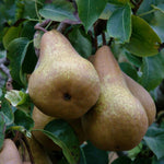 Pear Live Plant, Sweet Crisp Fruit Tree, 6-10 Inch Tall