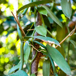 Green Vanilla Orchid Bean Plant - Live Vanilla Orchids for Indoor Outdoor Growing - 3 to 7 Inc Tall, No Pot