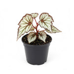Begonia Plant Live, Colorful Begonia Plants 4-8 Inches, Decorative Houseplant for Indoor Outdoor Gardens and Containers (Gray Green Foliage)