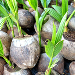 Green Coconut Tree Live, Sweet Edible Fruit for Outdoor Gardening, Live Sprouted Coconut from 6 to 8 Inch Tall, Ready for Planting in Zones 10-11