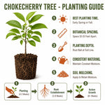 Chokecherry Plant Live in 5 Inch Pot, White Flowering Berry Shrub 5-10 Inches, Live Berry Plants for Outdoor Garden
