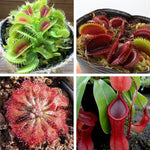 3 Mix of Green, Red Fly Trap Live Plants and Pitcher Plant Nepenthes, Exotic Tropical Collection, Starter Size, Each Type One Plant