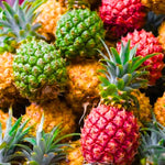 Set of 2 Florida Special Pineapple Live Plants, 4-6" Tropical Pineapple Plants for Indoor Outdoor Growing, Patio Container Garden, No Pot, Fast-Growing
