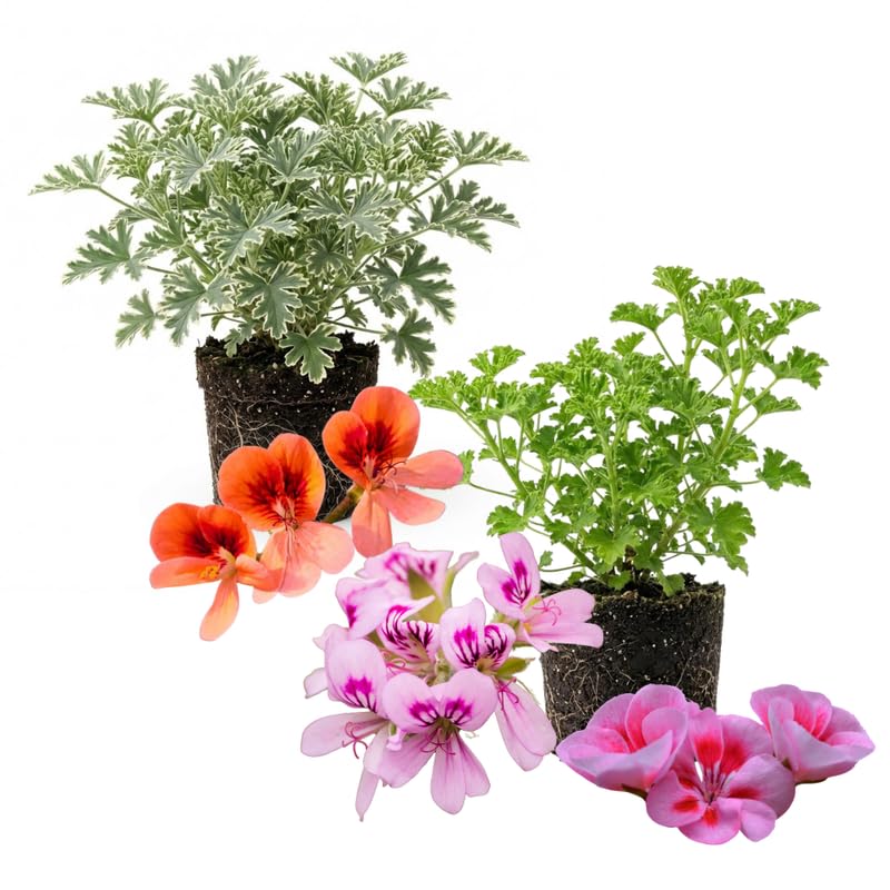 2 Mix Scented Geranium Plants Live 4–7 Inches Tall, Fragrant Flowering Geranium Herb Plant, Indoor Outdoor Container Plant for Garden