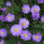 Purple Aster Plants Live for Planting, 3 to 6 Inch Asters Perennial Live Plants, No Pot