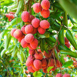 Live Lychee Fruit Tree 10-12" Tall, Well-Rooted Litchi Plant in Half-Gallon Pot, Hardy Tropical Tree for Garden and Patio