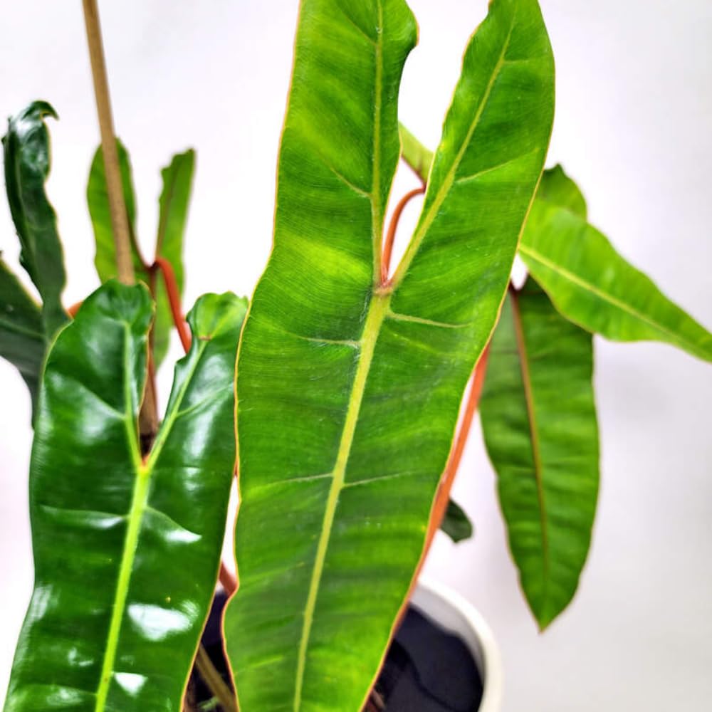 Philodendron Live Plant, Rare Variegated Houseplant 5-8 Inch Tall, Indoor Live Plant for Home or Office Decor, No Pot (Long Green Philodendron)
