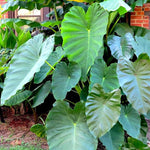 Set 2 Giant Colocasia Elephant Ear Plants Live 4–7 Inches Tall, Tropical Foliage Plants for Outdoor Garden, Large Leaf Plants for Patio, Containers or Landscape