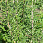 Set of 2 Live Rosemary Plants, Rosemary Herb in 4 Inch Pots for Indoor or Outdoor Growing