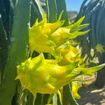 Set of 2 Yellow Dragon Fruit Plants Live, Live Dragon Fruit Plant, Between 4 and 6 Inches Tall, Dragon Fruit Live Plant for Garden, Dragon Fruit Tree Live Plant