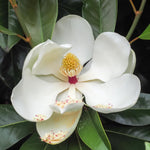 Magnolia Plant Live 6 to 12 Inches Tall, in 2.5 Inches Pot, Magnolia Tree Live Plant, Fragrant Magnolia Flowers (Southern Magnolia)