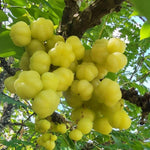Star Gooseberry Plants Live 1 to 1.5 Feet Tall in 1 Gallon Pot, Gooseberry Bush Live Plants, Perennial Fruit Plant for Outdoor Growing