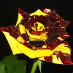 Deep Red and Yellow Striped Climbing Rose Live Plants Bushes Fragrant Well Rooted - No Leaf - Cut Back for Planting, No Pot, 5-9" Tall
