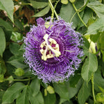 Pack 2 Passion Flower Plants, Dark Purple Passiflora Vine Flowering Plant 4-7 Inch Tall, Indoor Outdoor Planting