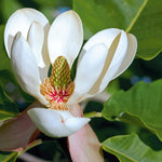 Magnolia Tree Live Plant 12 to 18 Inch Tall, Fragrant Magnolia Plant Live, Magnolia Bush Live Plant in Gallon Pot (White Magnolia)