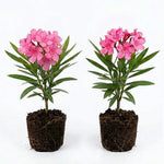 2 Live Oleander Plants, Pink Oleander Plants from 4 to 7 Inches Long