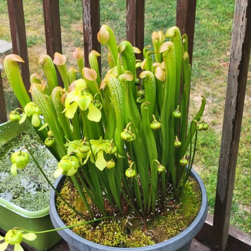 Nepenthes Pitcher Plant Pots Live Plants, Large Giant Pitcher Nepenthes for Terrariums Backyard Gardens, Size Starter 8 Months Old for Easy Planting Indoor Outdoor