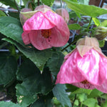 Pink Abutilon Live Plant 4–7 Inches Tall, Flowering Lantern Plant for Indoor Outdoor Garden, Ornamental Flower Plants for Patio Containers or Garden Beds