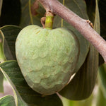 Cherimoya Sugar Apple Tree Live Plant, 2-3 Ft in One Gallon Pot, 2 Years Old Tree Annona Squamosa Soursop Like, Outdoor Spring Tropical Fruit Planting, No CA