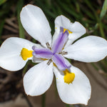 Pack 2 African Iris Plants Live for Outdoor Garden, Full Rooted from 4-6 Inches Tall, African Iris Flower Shrub, Easy Care for Summer Blooms
