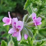 Live Citronella Plant, 4 Inch Pot, Fragrant Herb Leaves, Citronella Plants Live Potted for Growing, Indoor Outdoor Home Garden