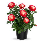 Rose Live Plant, Roses Flower Plant, Fragrant Flower for Planting, 4-6 Inches Tall, Bush Shrub Plants, Well Rooted, Ready to Grow (Orange Rose)
