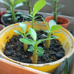 White Desert Rose Plants Live for Indoor Outdoor Growing, Cold Hardy, Starter Size, 4-7 Inc in Tall Desert Rose Seedling