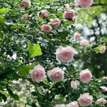 Fragrant Climbing Rose Live Plant, Well Rooted 5-9" Tall, No Leaf, Indoor Outdoor Climber, Rose Bush, Hybrid Tea Rose Like (Pink to Deep Pink)