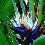 Set 4 White Bird of Paradise Plants Live, 4-8 Inch Tall Tropical Plants for Indoor Outdoor Growing