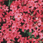 2 Red Creeping Phlox Plants Live, Ornamental Phlox Flowering Groundcover for Garden and Borders, 4 to 8 Inch Tall
