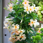 Apricot Dipladenia Live Plant, Tropical Flowering Vine Trailing Plants, 4 to 9 Inch Tall