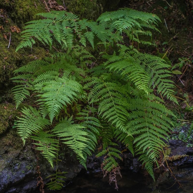 Pack of 20 Fern Bare Roots, Live Lady Fern Plants, 3 to 6 Inches Long, Fern Tree Live Plant for Garden, Fern Live Plants Outdoor Indoor, Live Fern Plants