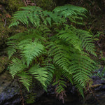 Pack of 30 Fern Bare Roots, Live Lady Fern Plants, 3 to 6 Inches Long, Fern Tree Live Plant for Garden, Fern Live Plants Outdoor Indoor, Live Fern Plants