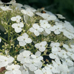 Set 2 Hydrangea Live Plants, Change Colors Hydrangea Bushes Shrubs Trees Live Plants in 4” Pot, Live Hydrangeas Well Rooted for Planting (White)