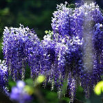 Wisteria Live Plant in 2.5" Pot, 6-12 Inch Tall Fragrant Wisteria Vine for Garden Trellis and Containers, Indoor Outdoor (Blue Wisteria)