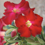 Red Desert Rose Plants Live for Indoor Outdoor Growing, Cold Hardy, Starter Size, 4-7 Inc in Tall Desert Rose Seedling