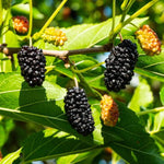 Mulberry Tree Live Plant 5 to 8 Inch Height, Everbearing Mulberry Bush Live Plant to Grow, Mulberry Plant Live (Dwarf Mulberry)