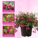 2 Red Purple Fuchsia Live Plants 4-7'' Tall, Hardy Hanging Basket Flower Plant, Shade Loving Blooming Fuchsia Starter Plants