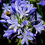3 Blue Agapanthus Plants, Hardy Perennial Flowering Lily of The Nile Plants 5-9” Tall for Garden Borders and Containers