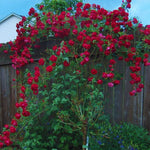 Climbing Rose Live Plant Well Rooted, No Leaf, Ready to Plant Indoor Outdoor, Climber Rose Bush, Hybrid Tea Rose Like, Very Fragrant, Long Bloomer (Don Juan)