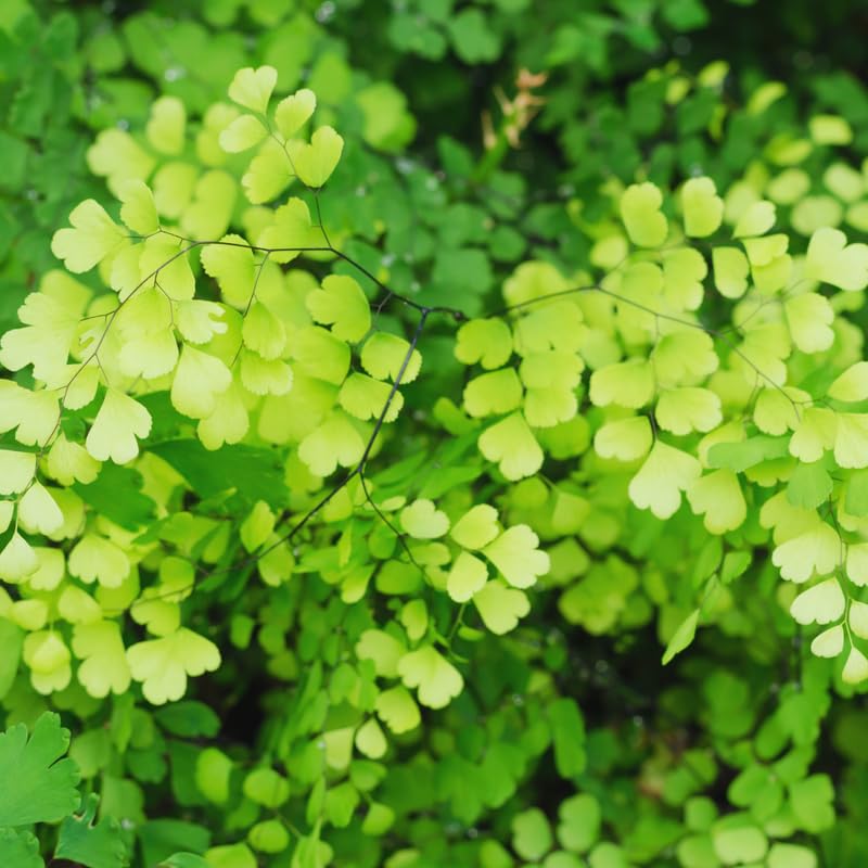 5 Maidenhair Fern Rhizomes Roots for Planting, Fern Plants Outdoor Ground Cover Plant