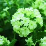 Pack 6 Lime Perennial Verbena Plants, Lime Green Verbena Live Plants, Verbena Flower Trailing Plants Live for Planting, Verbena Plants in Zones 7 to 11