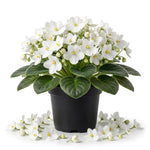 White African Violet Plant Live, White Violet Flower, 3-5 Inches Tall