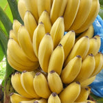 Banana Plant Live, NAM Wah Banana Tree Live Plant, Hardy Banana Fruit Seedling 4 to 8 Inch Tall, Indoor Outdoor