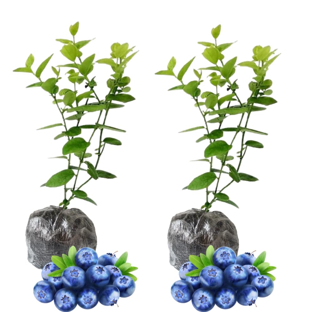 Pack 2 Blueberry Bush Live Plant, Blueberry Plants Live for Planting 5 to 9 Inch Height, Sweet Blueberries Tree Live Plant (Misty Blueberry)
