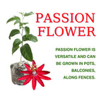 Pack 2 Passion Flower Plants, Red Passiflora Vine Flowering Plant 4-7 Inch Tall, Indoor Outdoor Planting