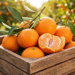 Satsuma Mandarin Tree Live Plant in 1 Gallon, Citrus Fruit Tree, Sweet Mandarin Orange Plant, Easy Growing Sweet Fruit Plant for Patio and Garden